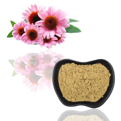 Echinacea Purpurea Extract 4% Polyphenols / Echinacea Purpurea / ताजा उत्पाद