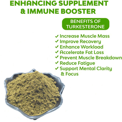 Ajuga Turkestanica Extract हर्बल एक्सट्रेक्ट पाउडर Turkesterone पाउडर सप्लीमेंट्स 2% 10% 20%