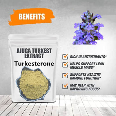 Ajuga Turkestanica Extract हर्बल एक्सट्रेक्ट पाउडर Turkesterone पाउडर सप्लीमेंट्स 2% 10% 20%
