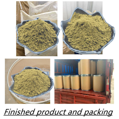 Ajuga Turkestanica Extract हर्बल एक्सट्रेक्ट पाउडर Turkesterone पाउडर सप्लीमेंट्स 2% 10% 20%