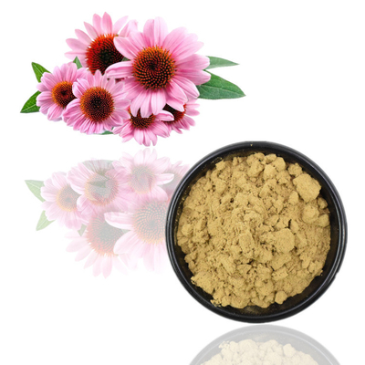 Echinacea Purpurea Extract 4% Polyphenols / Echinacea Purpurea / ताजा उत्पाद